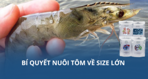 Bí quyết nuôi tôm về size lớn